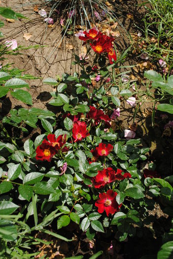 Bienenweide Rot - yyy 2014 Trandafiri si clematite