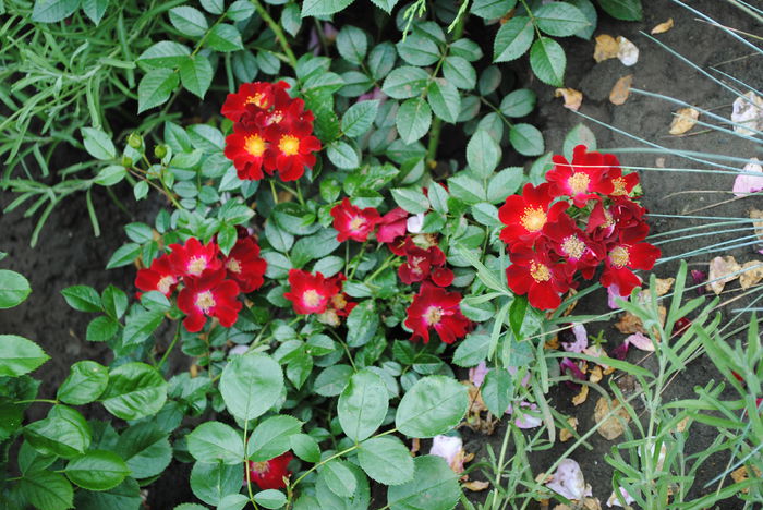 Bienenweide Rot - yyy 2014 Trandafiri si clematite
