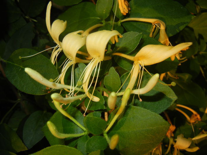 Lonicera japonica (2014, June 09) - LONICERA Japonica
