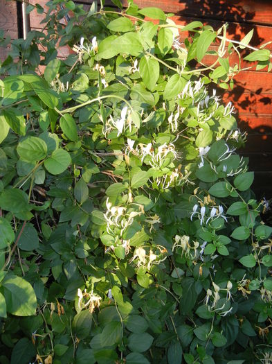 Lonicera japonica (2014, June 09) - LONICERA Japonica