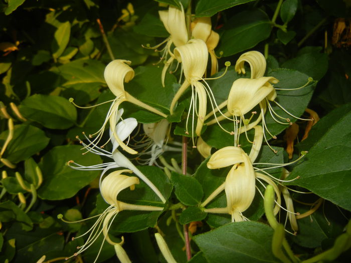 Lonicera japonica (2014, June 09) - LONICERA Japonica