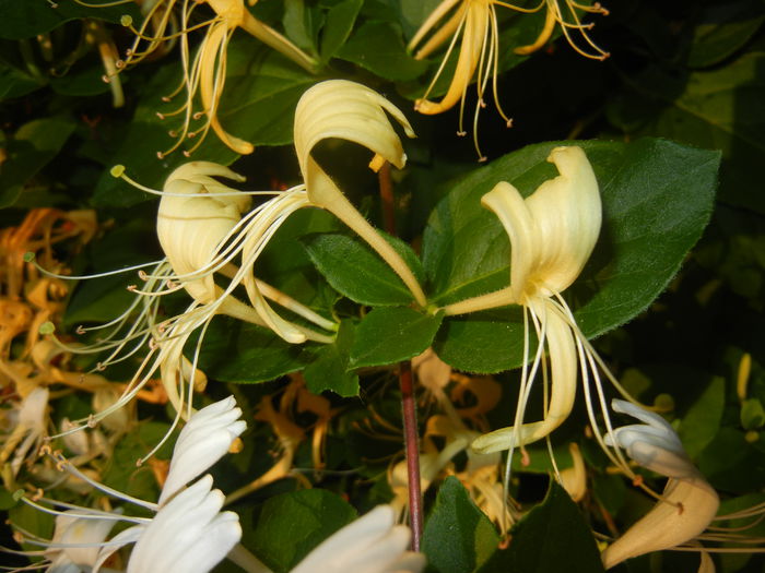 Lonicera japonica (2014, June 09) - LONICERA Japonica