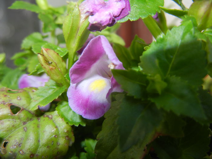 Torenia Rose Dream (2014, June 08)