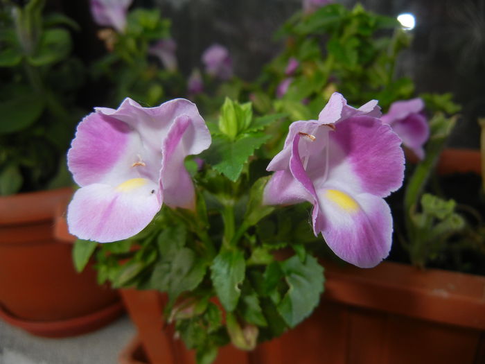 Torenia Rose Dream (2014, June 08)