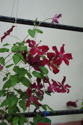 clematis Vitiwester - yyy 2014 Trandafiri si clematite