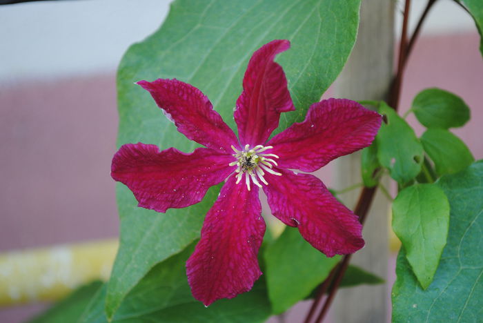 clematis Vitiwester - yyy 2014 Trandafiri si clematite