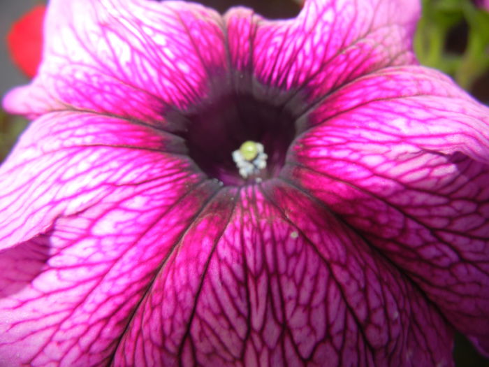 Purple Petunia (2014, June 08)