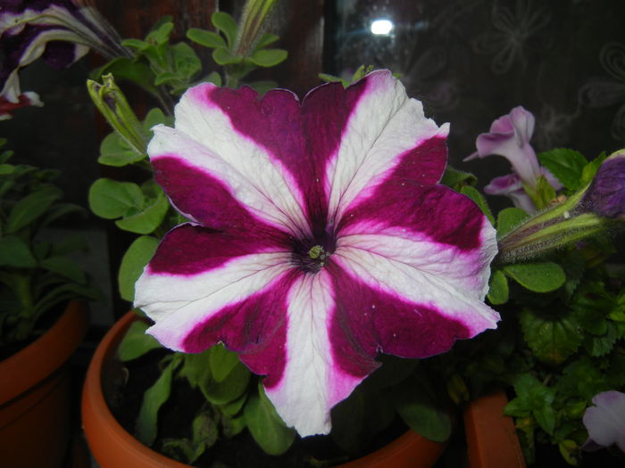 Petunia (2014, June 08)