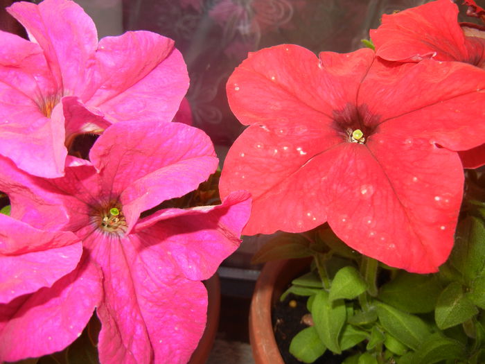 Pink & Red Petunias (2014, June 08)