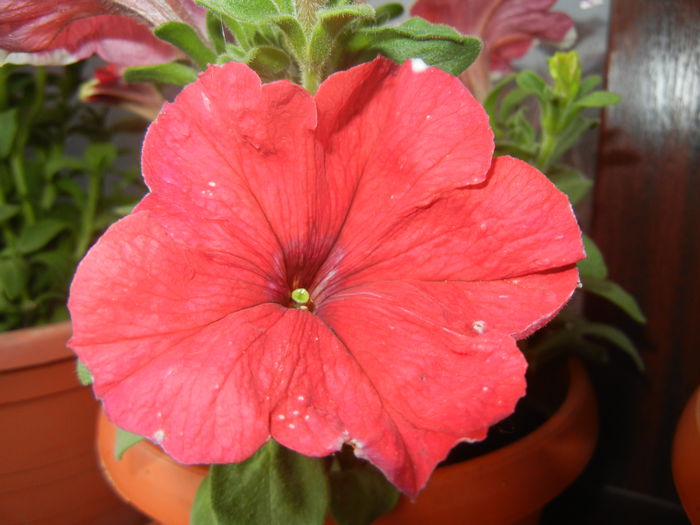 Red Petunia (2014, June 08)