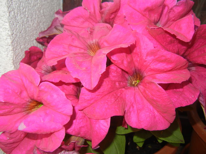 Pink Petunias (2014, June 08)