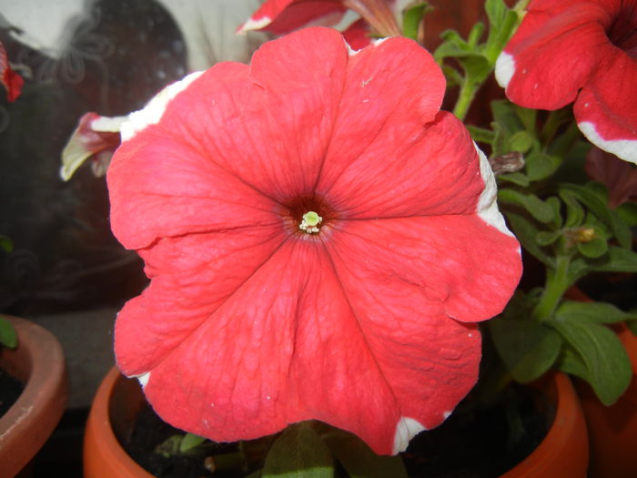 Red Petunia (2014, June 09)