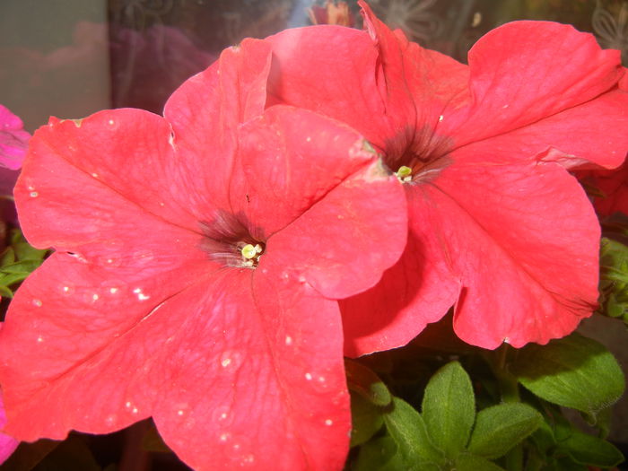 Red Petunias (2014, June 09)