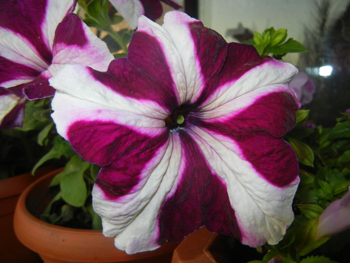 Petunia (2014, June 09)