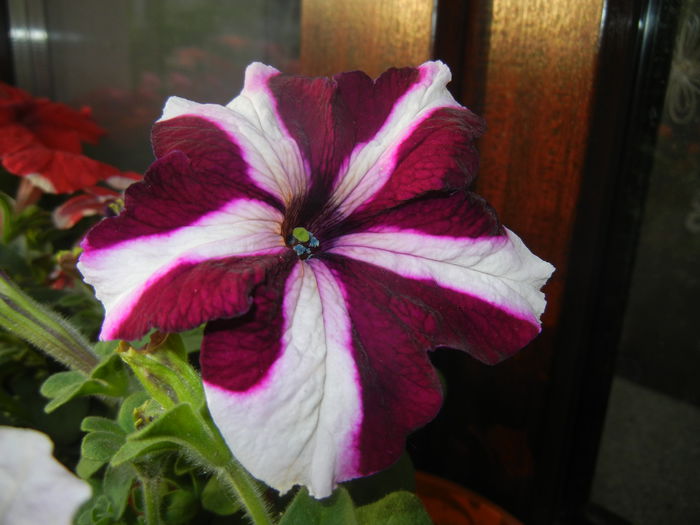 Petunia (2014, June 09) - PETUNIA Simple