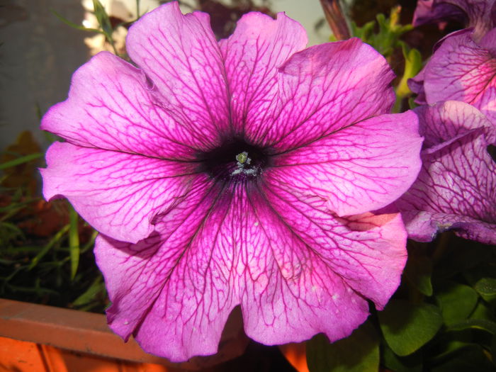 Purple Petunia (2014, June 09)