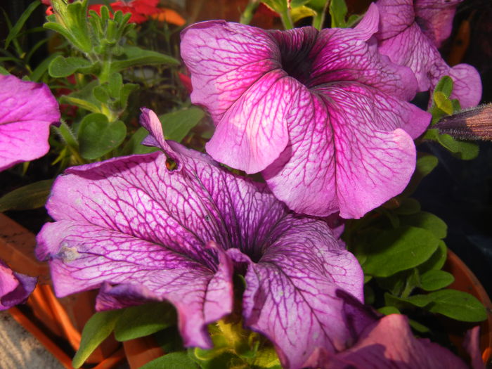 Purple Petunias (2014, June 09)