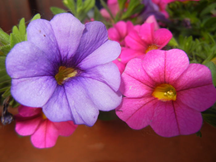 Calibrachoa Blue & Pink (2014, June 08) - CALIBRACHOA