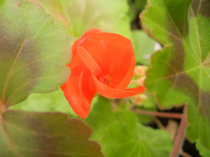Red geranium (2014, April 13) - ZONAL Geraniums