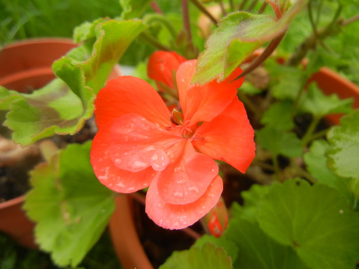 Red geranium (2014, April 24) - ZONAL Geraniums