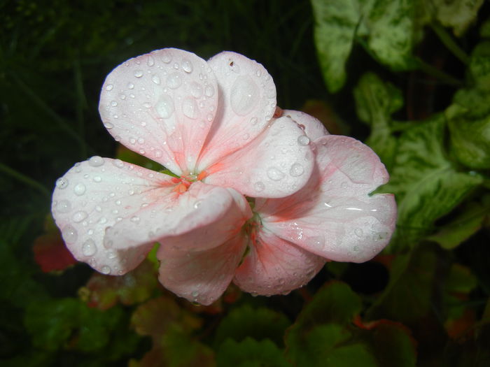 Light Pink geranium (2014, May 16) - ZONAL Geraniums