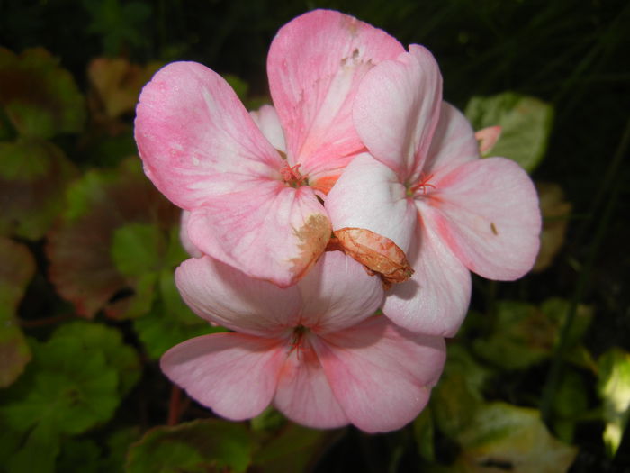 Light Pink geranium (2014, May 21) - ZONAL Geraniums