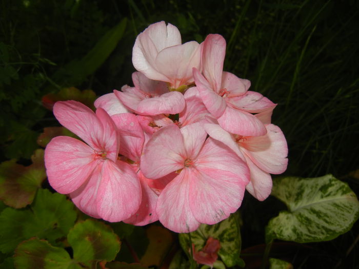 Light Pink geranium (2014, May 27) - ZONAL Geraniums