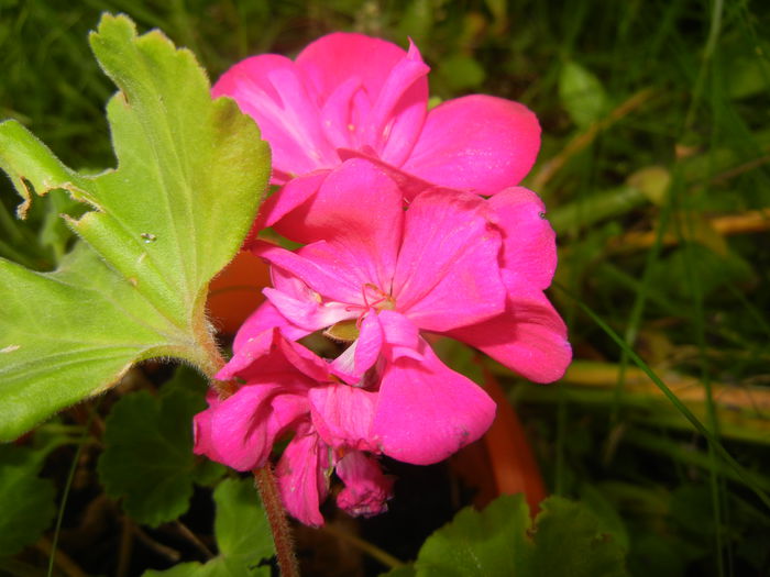 Pink geranium (2014, June 07) - ZONAL Geraniums