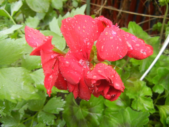 Red Ivy-Geranium (2014, April 18) - IVY-LEAVED Geranium Double