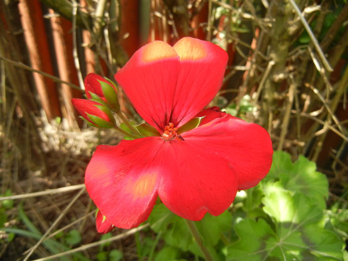 Red Ivy-Geranium (2014, May 02) - IVY-LEAVED Geranium Double