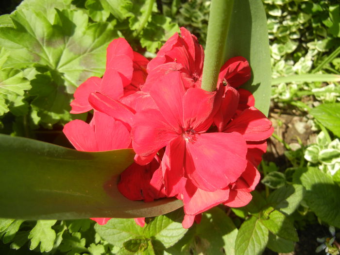 Red Ivy-Geranium (2014, May 02) - IVY-LEAVED Geranium Double