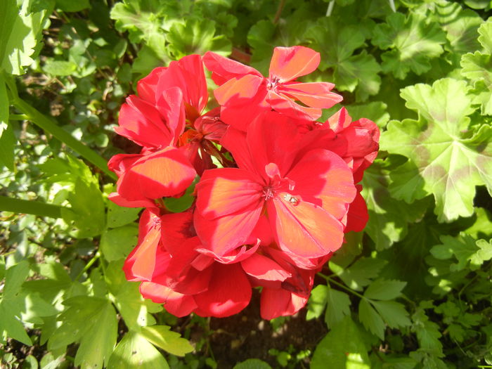 Red Ivy-Geranium (2014, May 02) - IVY-LEAVED Geranium Double