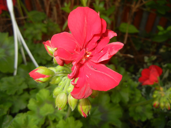 Red Ivy-Geranium (2014, May 13) - IVY-LEAVED Geranium Double
