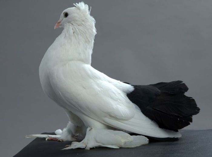 voltat indian alb cu coada neagra - Ce rase de porumbei mi-as dori pe viitor sa achizitionez