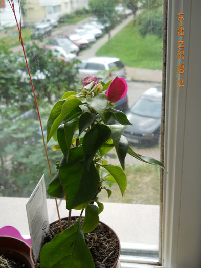 003 - IUNIE 2014