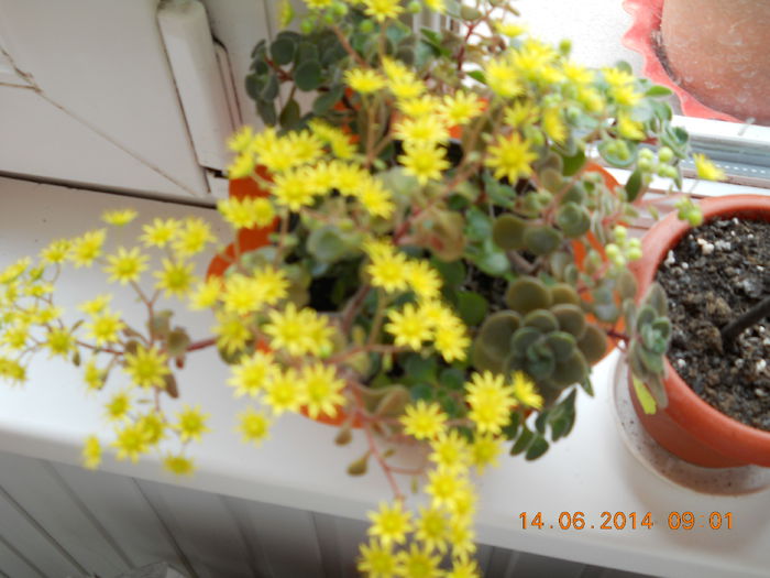 004 - IUNIE 2014