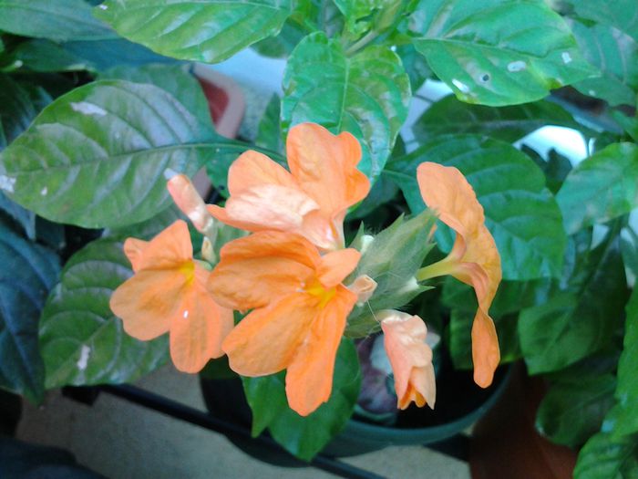 crossandra incepe sa infloreasca - iunie 2014