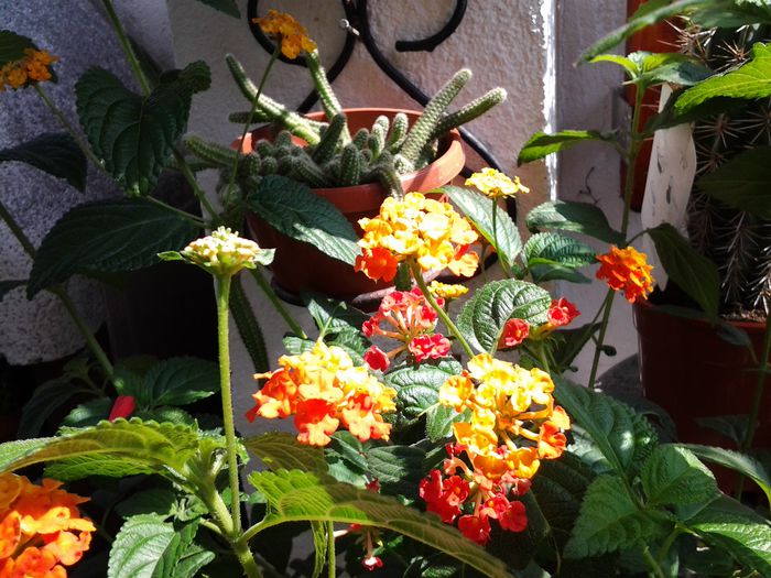 lantana portocalie