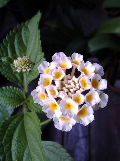 lantana roz