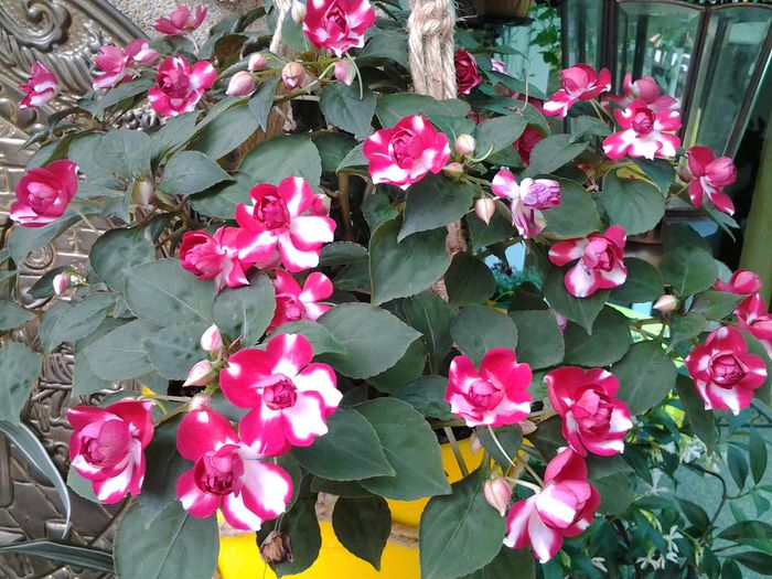 impatiens batut