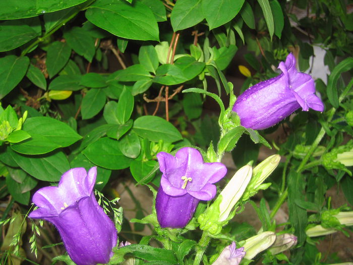  - Flori de prin gradina