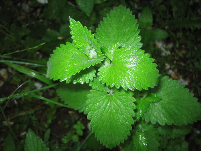 roinita - Flori de prin gradina