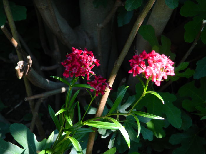 DSCN8047 - IUNIE_2_2014