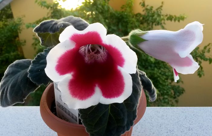 Kaiser Friedrich - Gloxinia