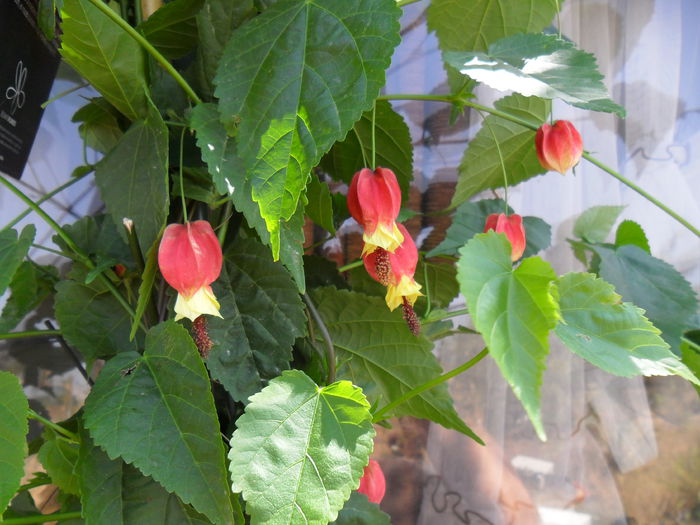 abutilon megapotamicum