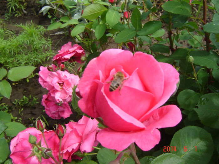 DSC04722