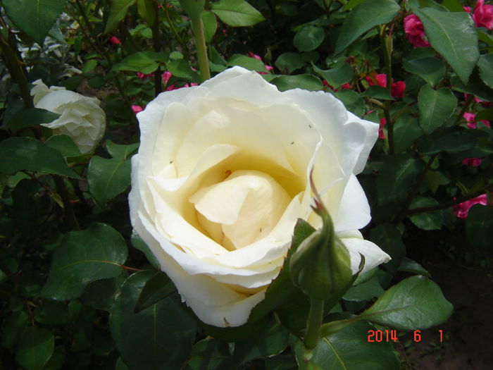 DSC04723