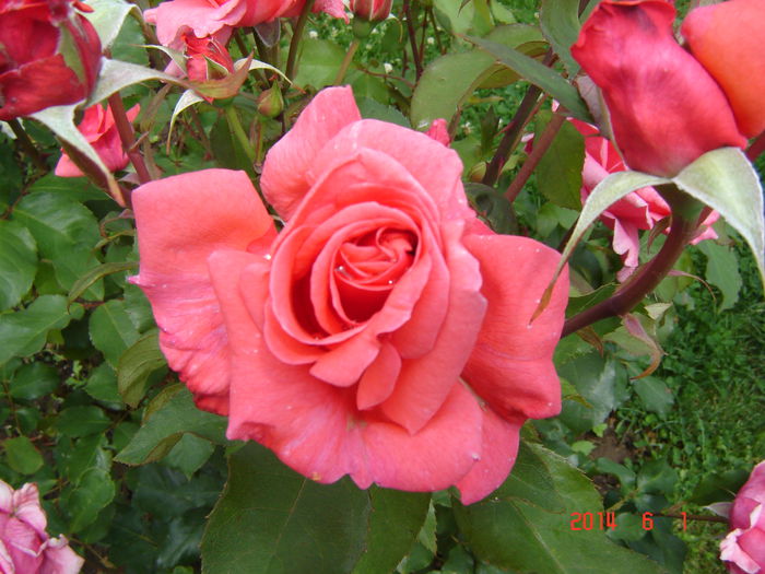 DSC04725