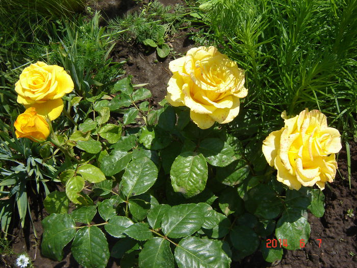 DSC04765