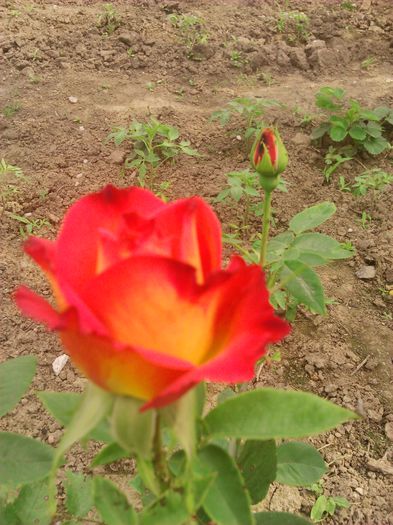 tmp_DSC_00311077484985